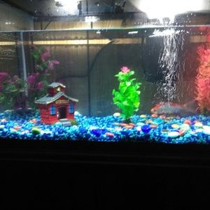 Meet your Posher, Sierra